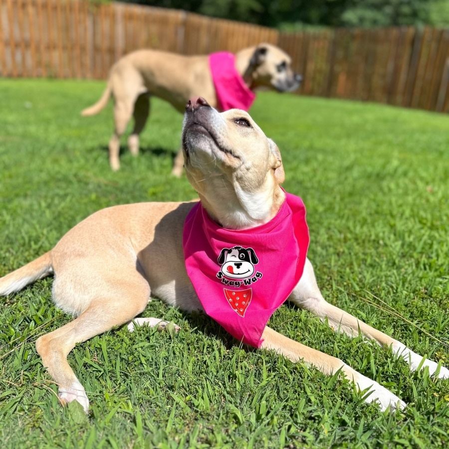 neon dog bandana