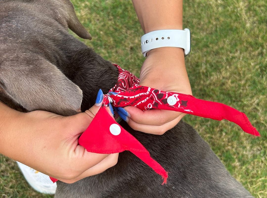 Neon Dog Bandana